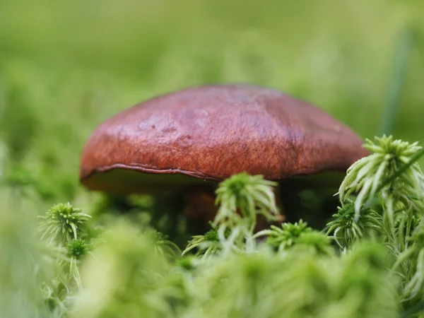 Herbstpilz im Wald — Stockfoto