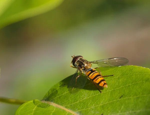 Schwebfliege im Wald — Stockfoto