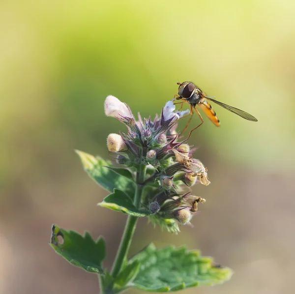 Blomflugor i skogen — Stockfoto