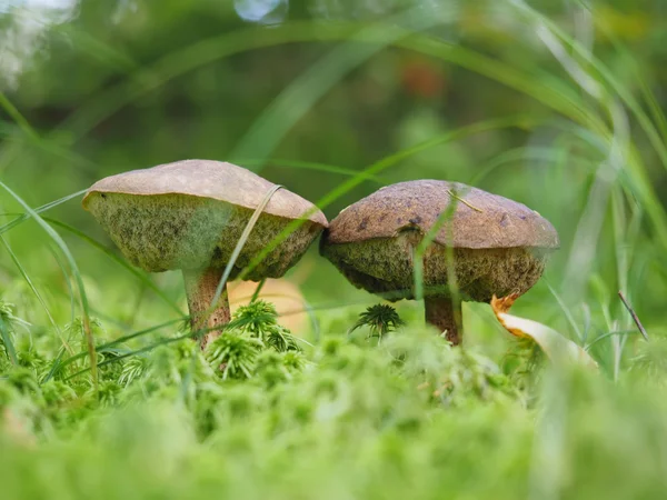 Осенний гриб в лесу — стоковое фото