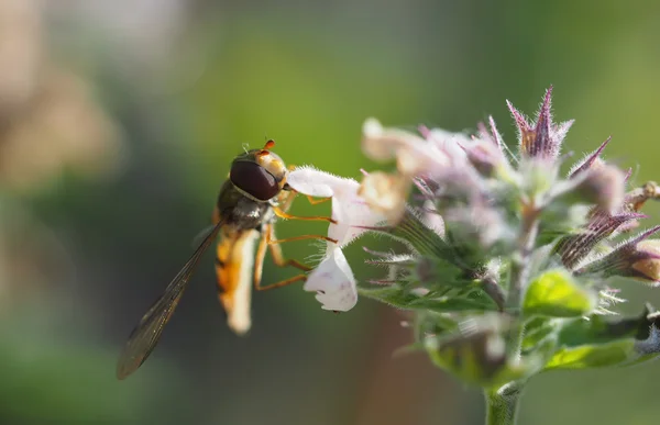 Mosca-mosca na floresta — Fotografia de Stock