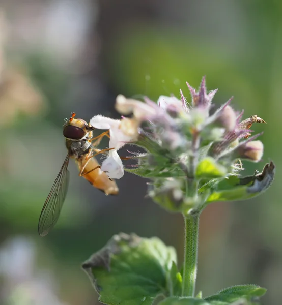 Mosca-mosca na floresta — Fotografia de Stock