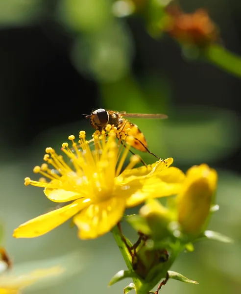 Hoverfly in forest — Stock Photo, Image