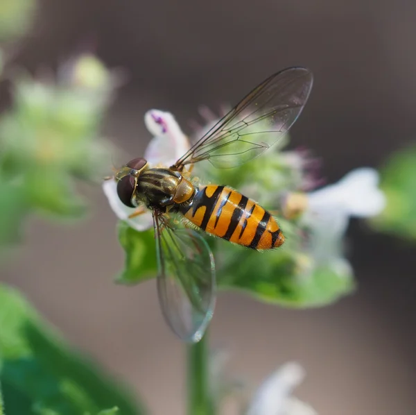 Mosca-mosca na floresta — Fotografia de Stock