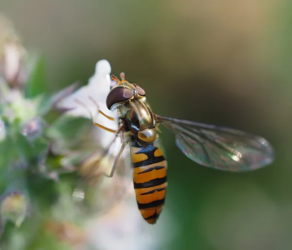 Mosca-mosca na floresta — Fotografia de Stock