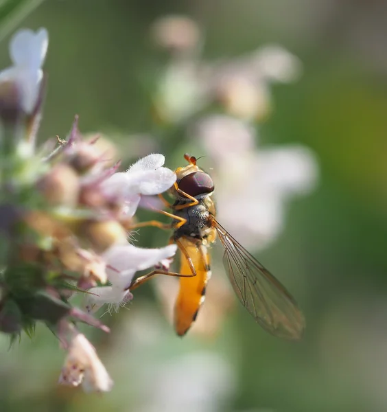 Mosca-mosca na floresta — Fotografia de Stock