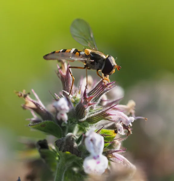 Mosca-mosca na floresta — Fotografia de Stock