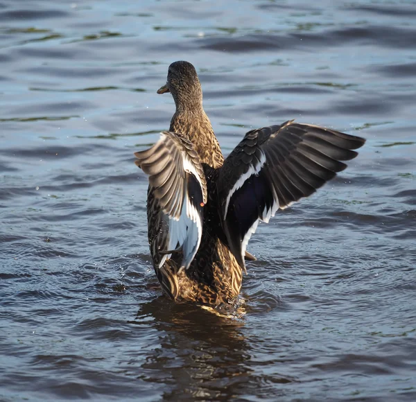 Pato en el lago extiende sus alas — Foto de Stock