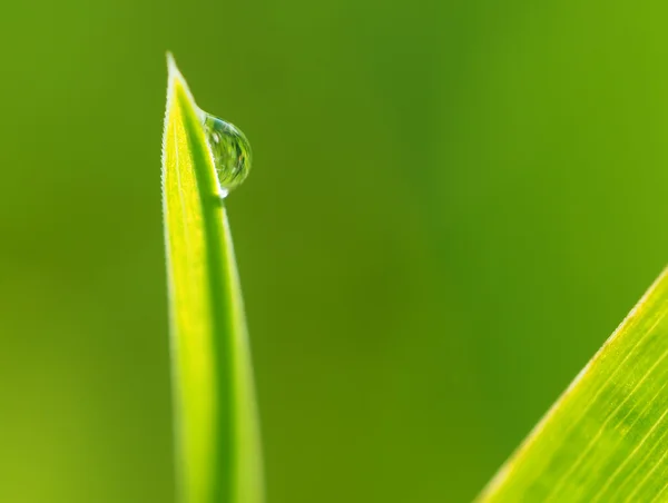 Gotas na grama — Fotografia de Stock