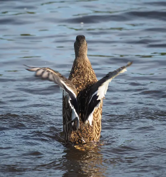 Canard sur le lac déploie ses ailes — Photo