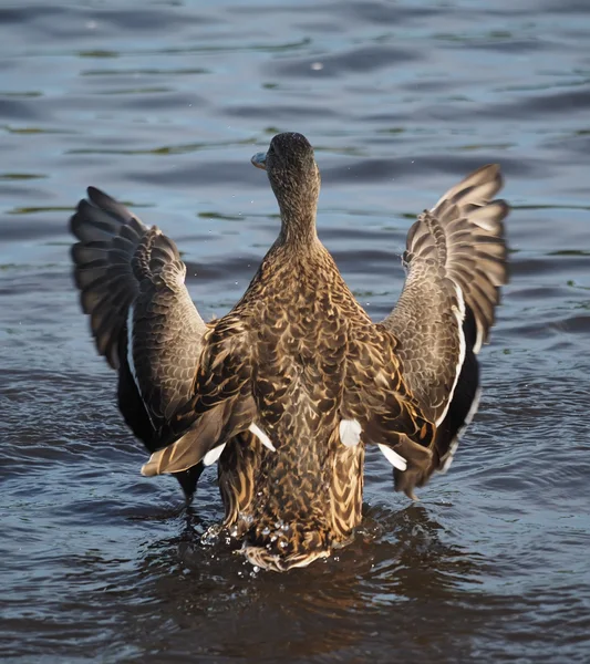 Ente auf dem See breitet ihre Flügel aus — Stockfoto