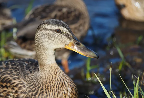 Portrait of a duck closeup — Stock Photo, Image