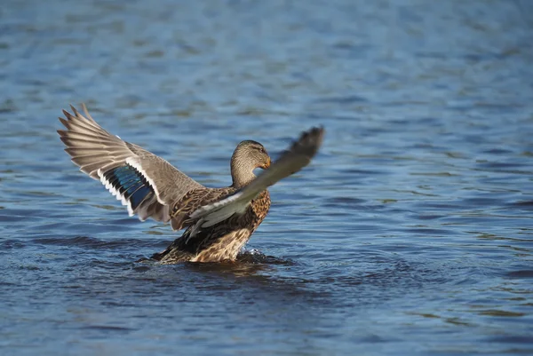 Canard sur le lac déploie ses ailes — Photo