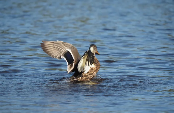 Duck on the lake spreads its wings — Stock Photo, Image