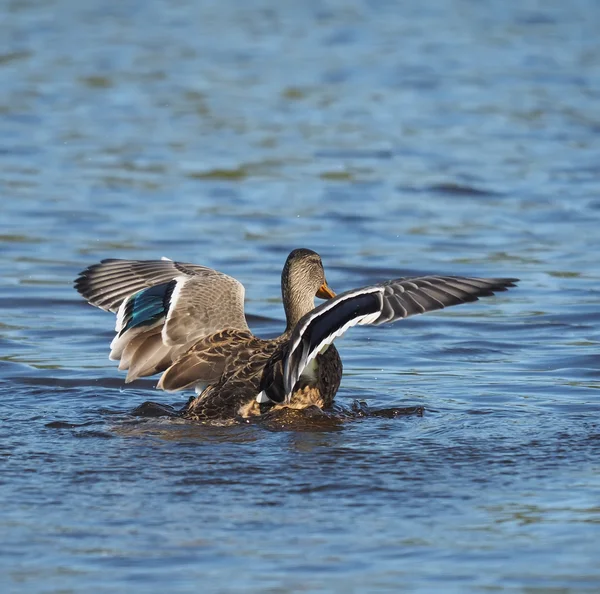 Pato en el lago extiende sus alas — Foto de Stock