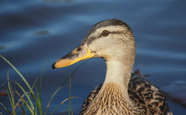 Retrato de un primer plano de pato —  Fotos de Stock