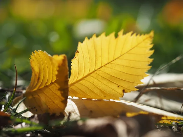 Geel blad elm — Stockfoto