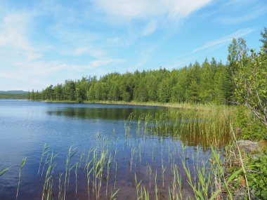 forest lake. karelia  clipart