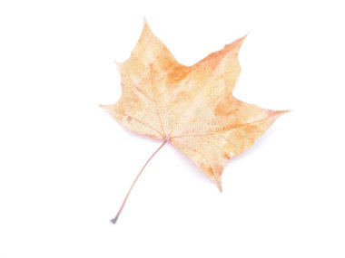 Beyaz arkaplanda kuru akçaağaç yaprağı