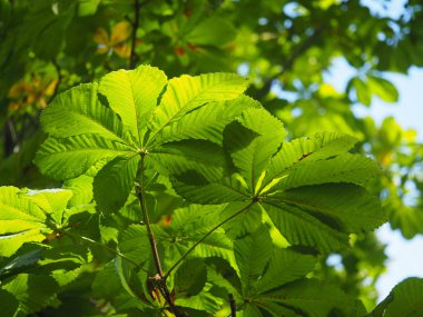 Ormanın içinde kestane yaprakları