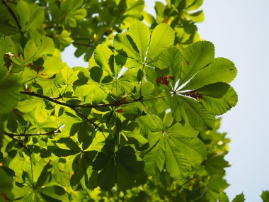 Ormanın içinde kestane yaprakları