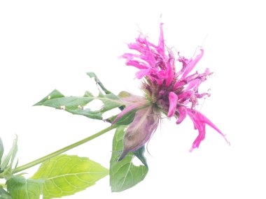 Bergamot çiçek beyaz zemin üzerine 