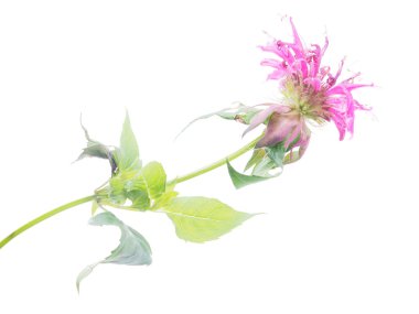 Bergamot çiçek beyaz zemin üzerine 