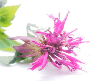 Bergamot çiçek beyaz zemin üzerine 