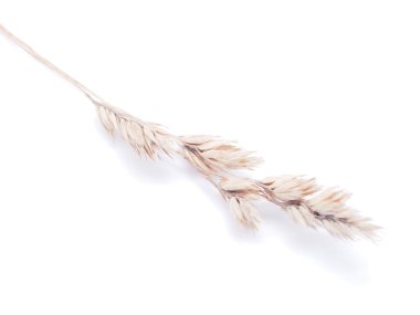 Beyaz bir arka plan üzerinde kuru tahıllar