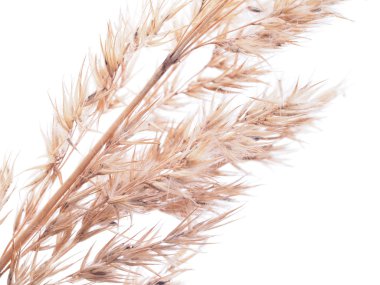 Beyaz bir arka plan üzerinde kuru tahıllar