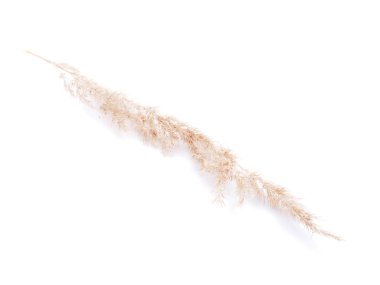 Beyaz bir arka plan üzerinde kuru tahıllar