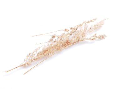 Beyaz bir arka plan üzerinde kuru tahıllar