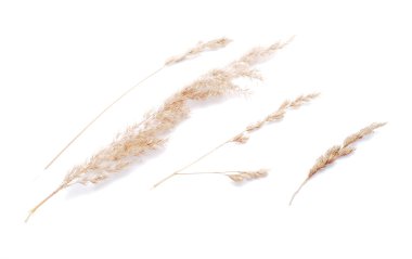 Beyaz bir arka plan üzerinde kuru tahıllar