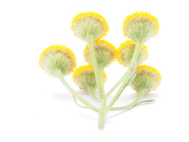 Beyaz bir arka plan üzerinde solucan otu çiçek