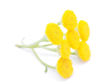 tansy flowers on a white background clipart