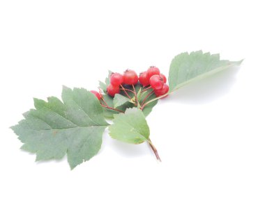 alıç çilek beyaz zemin üzerine