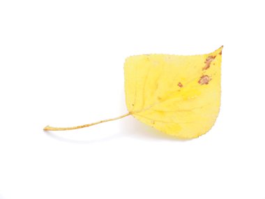 Huş ağacı yaprakları beyaz zemin üzerine