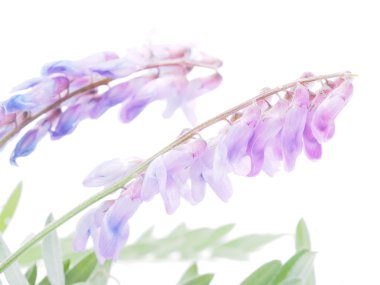 Beyaz bir arka plan üzerinde çiçekler fare bezelye