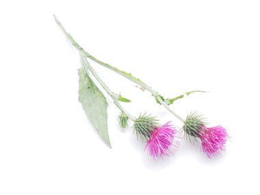 dulavratotu çiçekleri beyaz zemin üzerine 