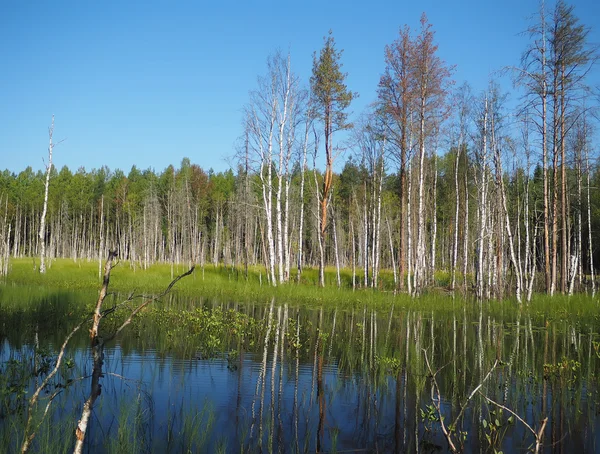 Waldsee. Karelien — Stockfoto