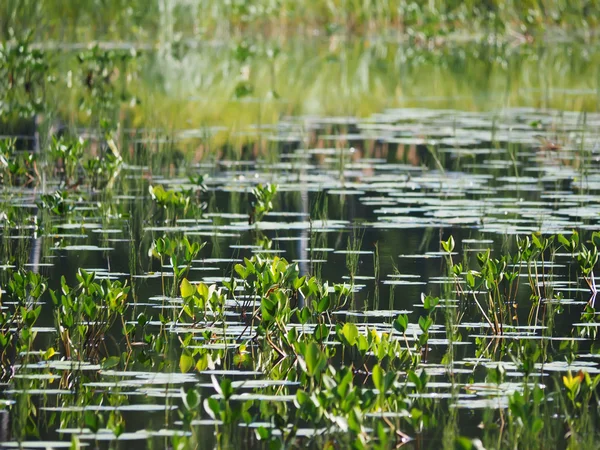 Lasu nad jeziorem. Karelia — Zdjęcie stockowe