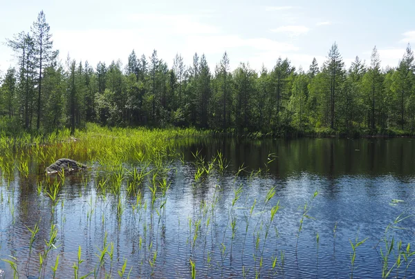 Lago del bosque. karelia —  Fotos de Stock