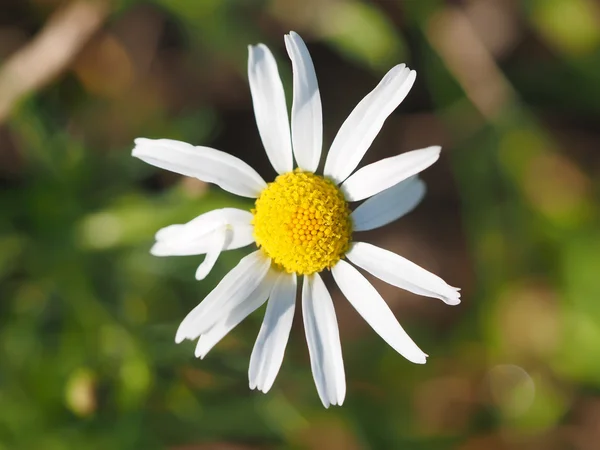 Marguerite dans les bois — Photo