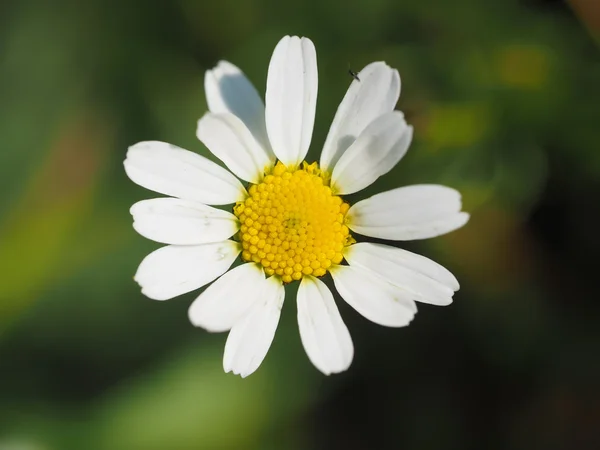 Marguerite dans les bois — Photo