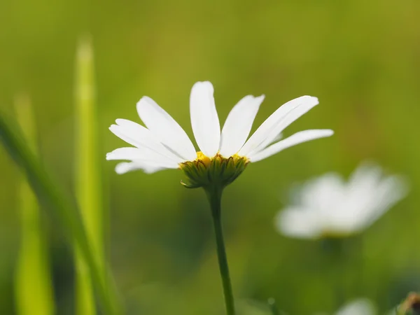 Gänseblümchen im Wald — Stockfoto