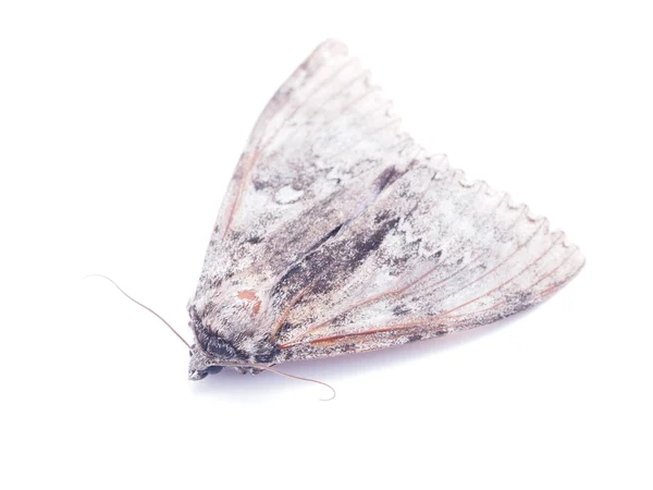 Hawk motyl na białym tle — Zdjęcie stockowe