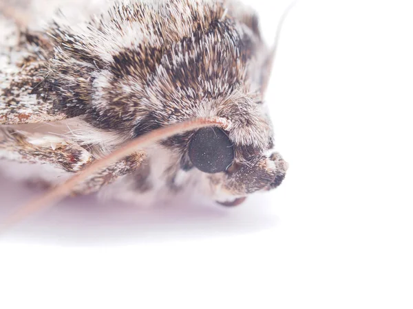 Polilla halcón sobre un fondo blanco — Foto de Stock