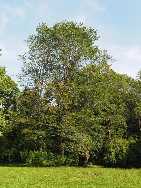 Park in het najaar — Stockfoto