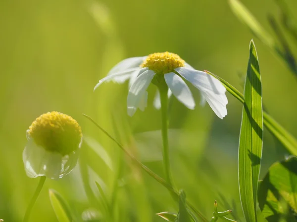 Gänseblümchen im Wald — Stockfoto