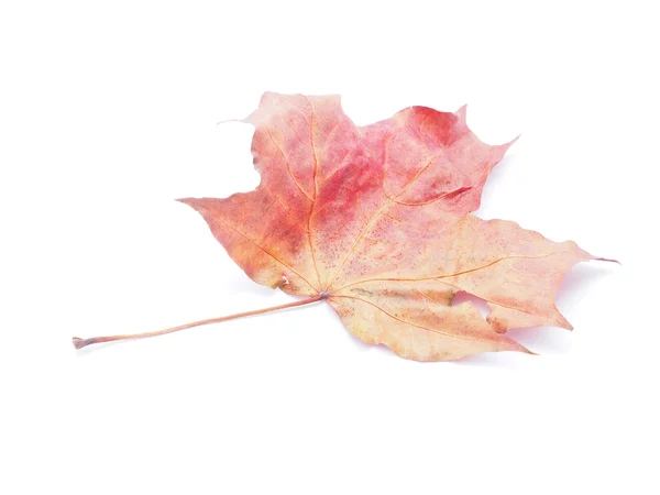 Dry maple leaf on a white background — Stock Photo, Image